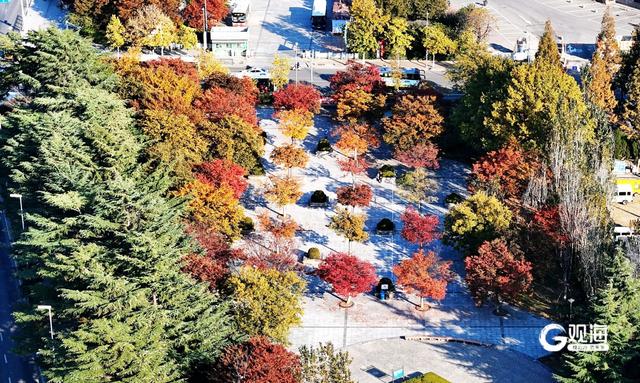 落叶如画！青岛“落叶缓扫”，触手可及的限定美好