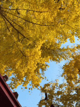 满枝金黄！门头沟千年古银杏进入最佳观赏期