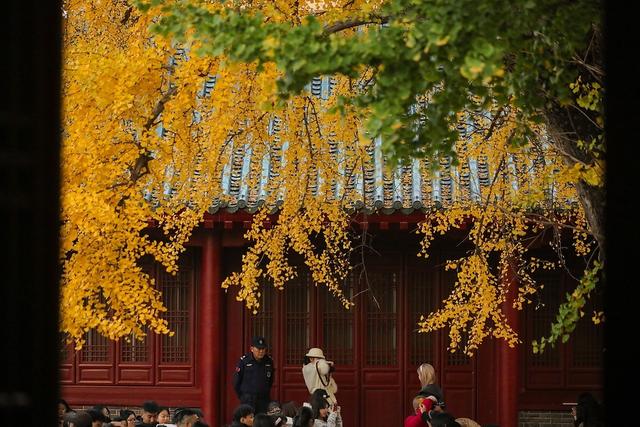 临沂：古银杏树叠翠流金