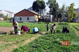 湖北孝昌：小菠菜，大“钱途”图片
