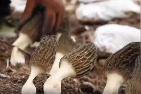 羊肚菌如雨后春笋般破土而出图片