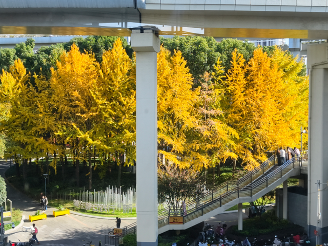 静安“银杏车站”迎来最美时刻！满眼的金色浪漫……（附全区银杏打卡点位）