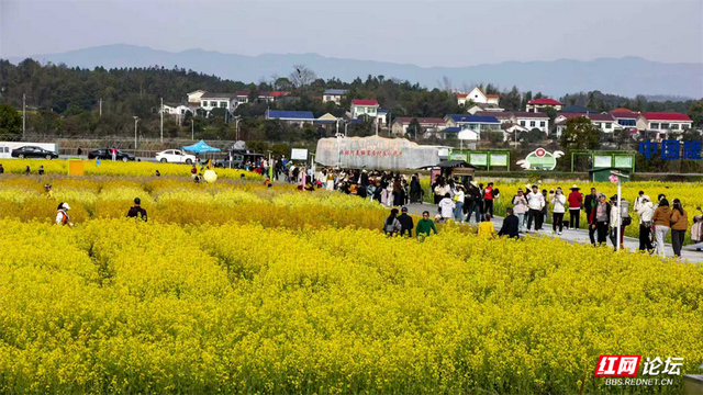 【赴春之约】稻作公园春作主，七彩花田画不如