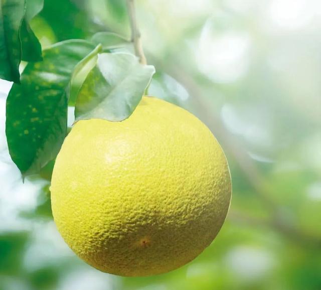 全城甜蜜！上饶的秋日甜到你心间