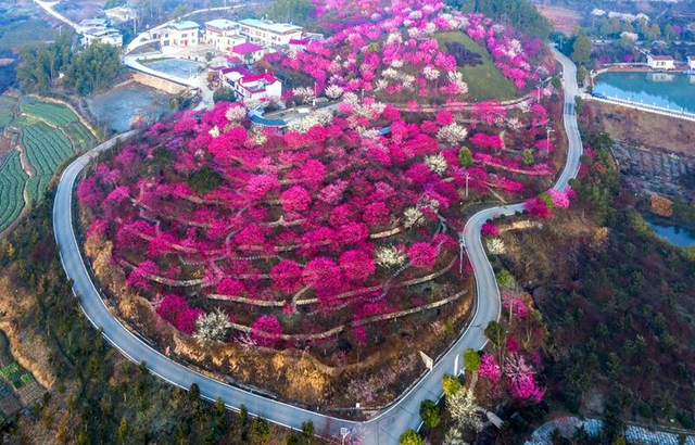 秋天来罗田，好“柿”正发生！