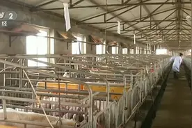 守好民众“菜篮子” 10月份生猪市场供应持续增加图片