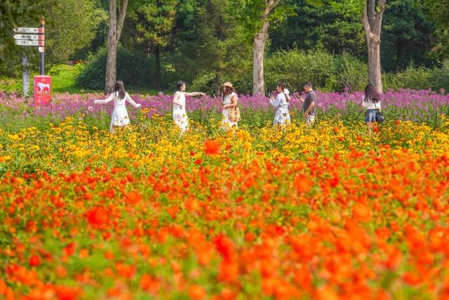 今开幕！顺义这片10万平米花海，壮观！
