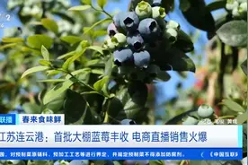 3小时狂卖4000斤！江苏连云港首批大棚蓝莓上市，电商直播销售火爆图片