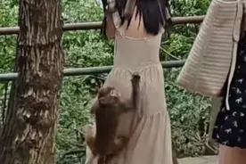 女游客在景区遭猴群骚扰掀裙底！贵阳文旅回应：若被抓伤，景区会报销图片
