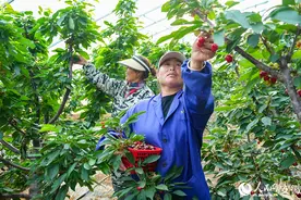 安徽萧县：小小车厘子长成“致富果”图片