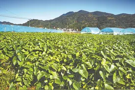 甘薯的全新打开方式图片