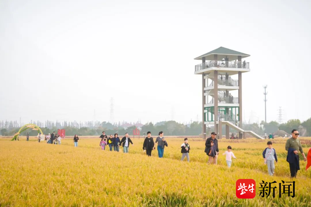 金色稻浪奏响丰收曲，第三届稻田嗨玩季在双凤镇庆丰村稻田理想园激情启幕