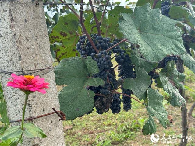 长白秘境 吉线331｜一缕酒香，漫越鸭绿江