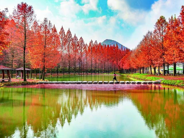中国旅游团赴韩免签！“2025自游FUN韩-赏韩枫”主题推广活动全面启动
