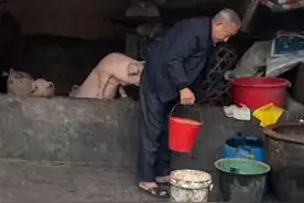 潮汕一孙女怕78岁爷爷无聊给他买了两头猪：猪被养得干净粉嫩，享受和孙女一样的待遇图片