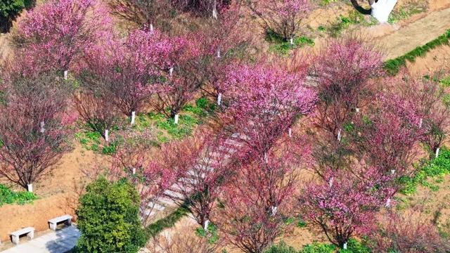 刷屏预警！宜昌第一波梅花开了