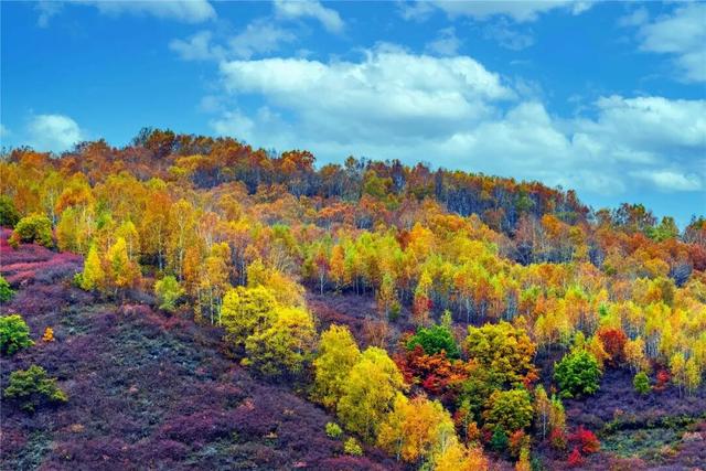 学习强国 | 河北崇礼：梧桐大道的“醉”美秋色