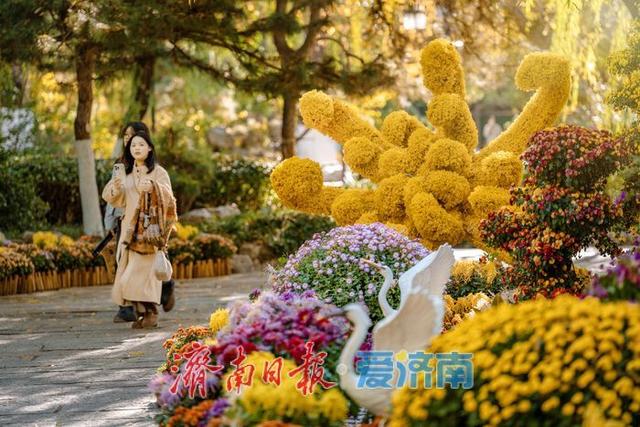 一年四季 泉在济南丨济南趵突泉菊展：初冬时节菊花争艳 满园锦绣引客来
