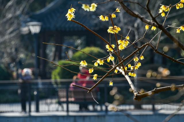 暗香浮动申城冬，闸北公园觅梅踪！