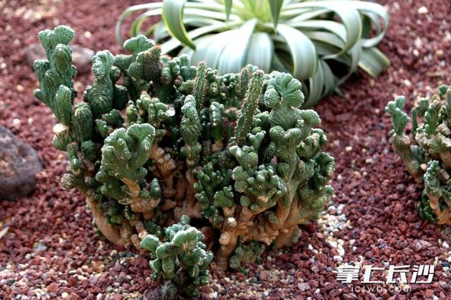 寒冬腊月依然根壮叶绿，省植物园沙生王国邀你来打卡｜组图