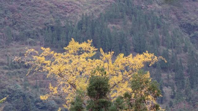 普安山川风物 || 地瓜鲁沟：银杏树下幸福人家