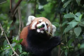 小熊猫外逃3个月，景区悬赏5000元：抓捕时可抓住尾巴提起悬空图片