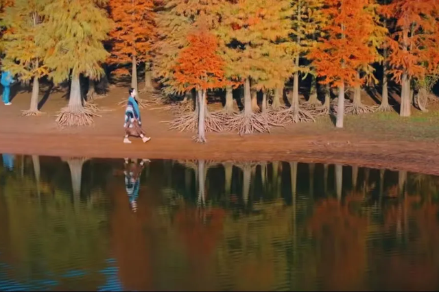 弋阳这片红杉林已上线“顶配冬日皮肤”，暖到心坎里！