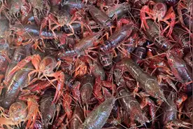 南京进入小龙虾上市季，吃小龙虾=吃寄生虫？真相揭露！图片