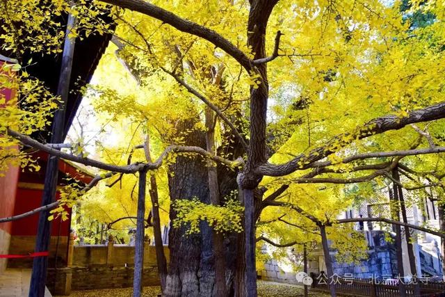 金色瀑布！北京这些千年古银杏正在最佳观赏期！