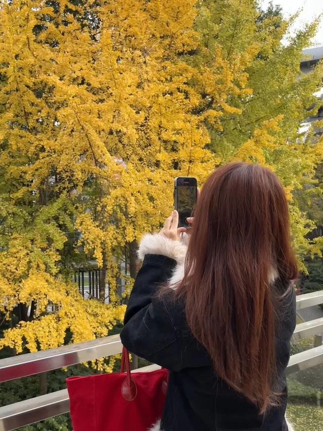 金色长廊加载中！静安这条道路银杏渐入佳境↑