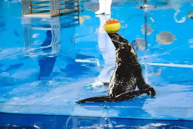 江宁“疯狂动物城”