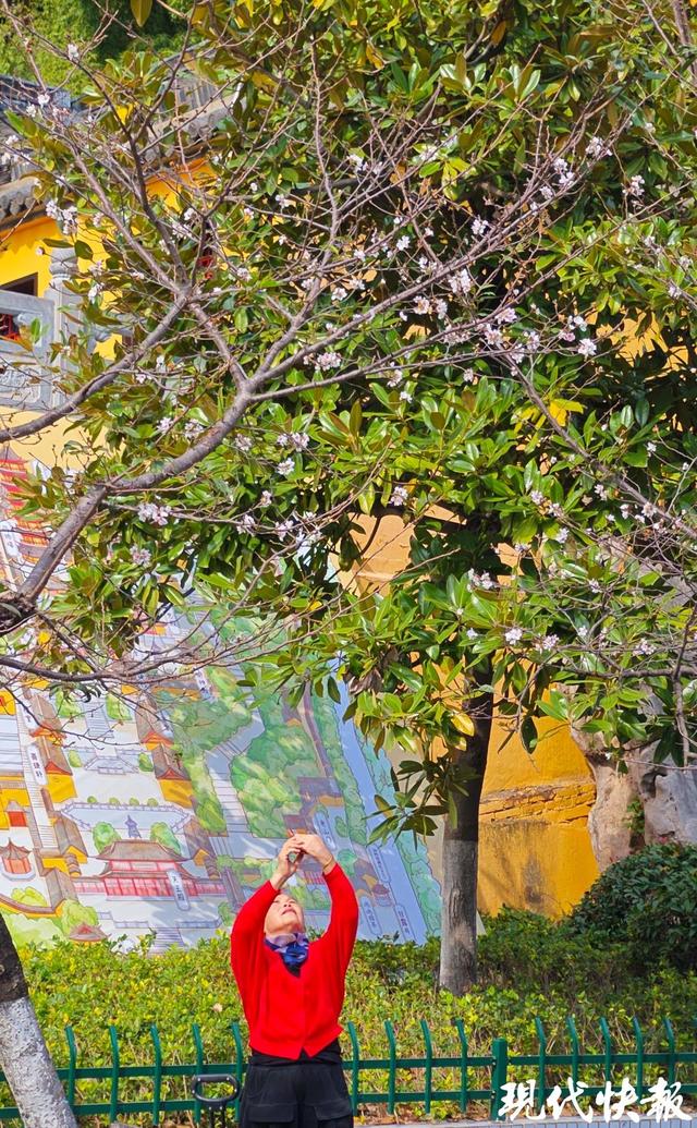 南京鸡鸣寺路樱花11月“反季”绽放，网友：春天来了？