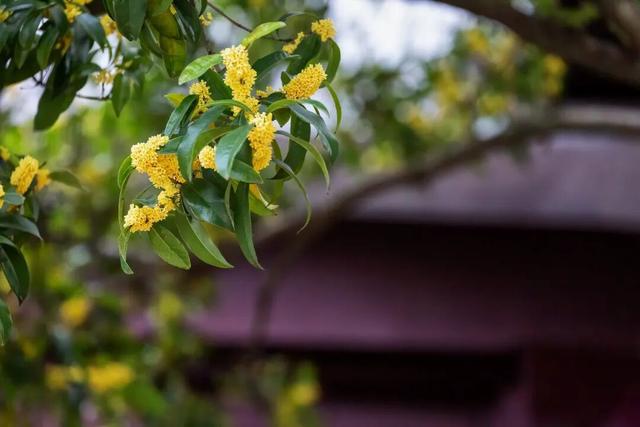 楚雄秋日告白：花基础，花海不基础