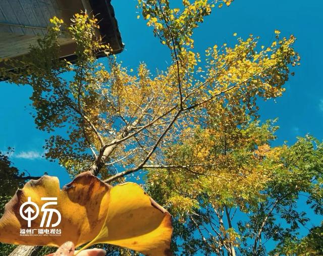 黄了！黄了！福州这里迎来颜值高峰！