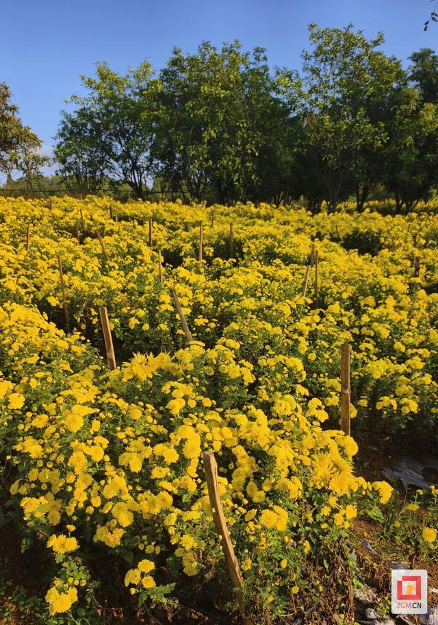 打造多彩秋日游园胜地 自贡燊海原金秋菊卉活动启幕