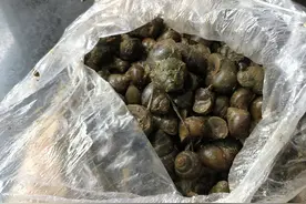 “我做他第一个客户！”120元买的田螺背后，是一个年轻人想学好的故事图片
