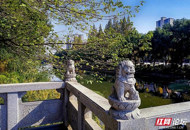 落叶、湖光与暖阳，解锁津市三湖公园的冬日浪漫