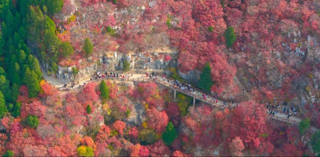霜降至！中国五大红叶观赏地石门坊迎“全红时刻”，“齐鲁红叶之冠”尽显“当红不让”