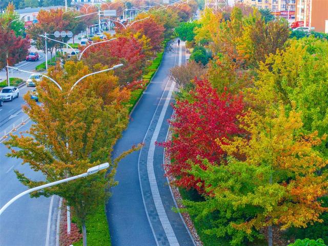 武昌街头层林尽染，如一幅古城油画等您来欣赏