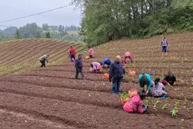 溪洛渡街道白沙村：白芨种植忙 群众增收添“良方”图片