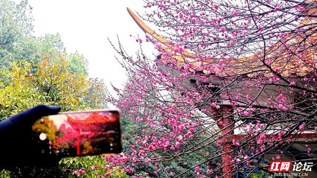 组图丨黛瓦红梅，是藏在石峰公园里的中式浪漫