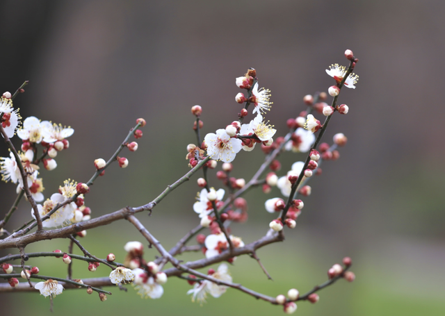 快乐“梅”烦恼！河南赏梅地图来啦！
