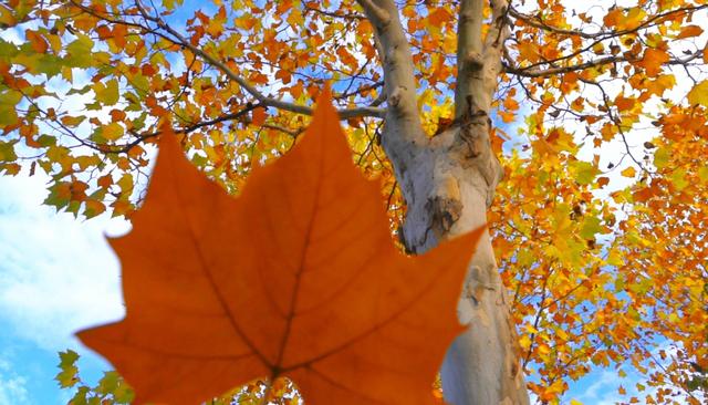 旌德，红黄橙绿白～