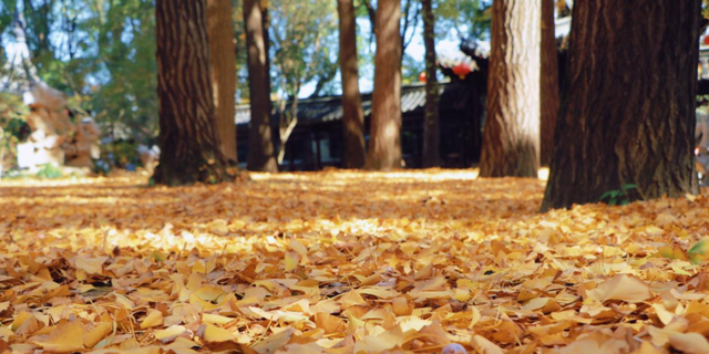 生态科技新城冬日色彩：满城尽染“银杏黄”