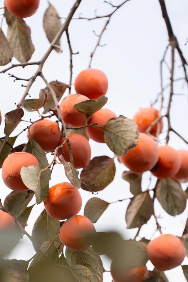 “好柿发生”～婺女洲的“柿”情画意你体验过吗？