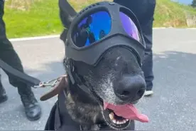 警犬从天而降，真的被帅到了！图片