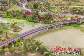 三亚：盛开三角梅 春色引游人图片