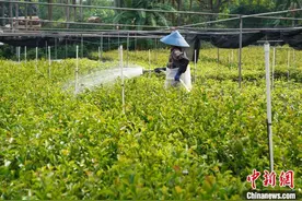 上半年产值增幅近20% 广西特色生态经济持续壮大图片