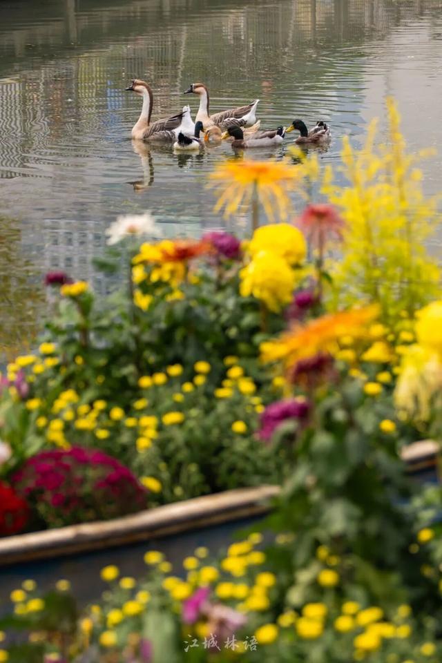 2025武汉菊展17大展区地点官宣！超全赏花攻略+亮点抢先看→