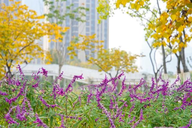 在蜀山，转角遇见美！这些地方已更新→